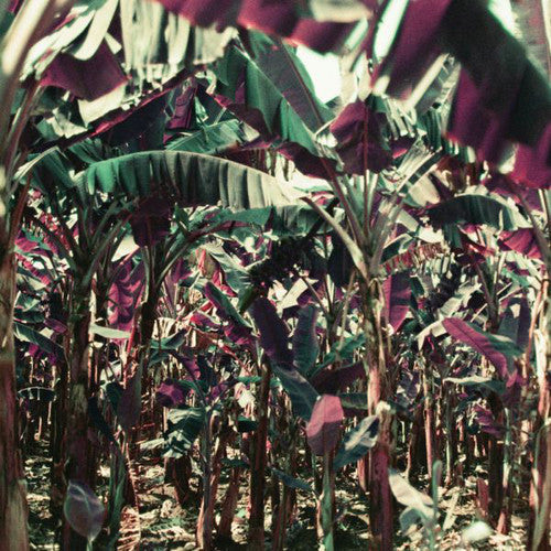 Dampe: Peach Shuffle - VINYL