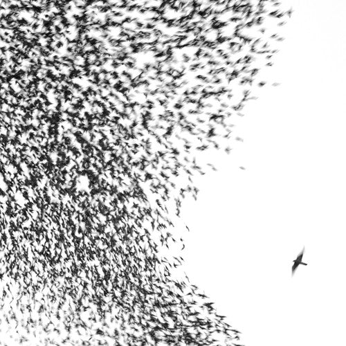 Wilco: Sky Blue Sky - VINYL