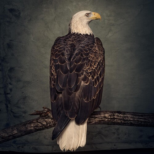 Clutch: Book Of Bad Decisions - COMPACT DISCS
