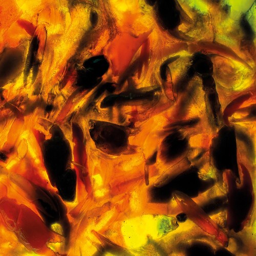 Plague Rider: Intensities - COMPACT DISCS
